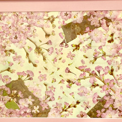 穏やかな春に舞う桜の押し花アート額 4枚目の画像