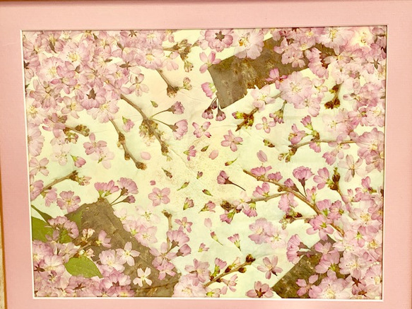 穏やかな春に舞う桜の押し花アート額 4枚目の画像