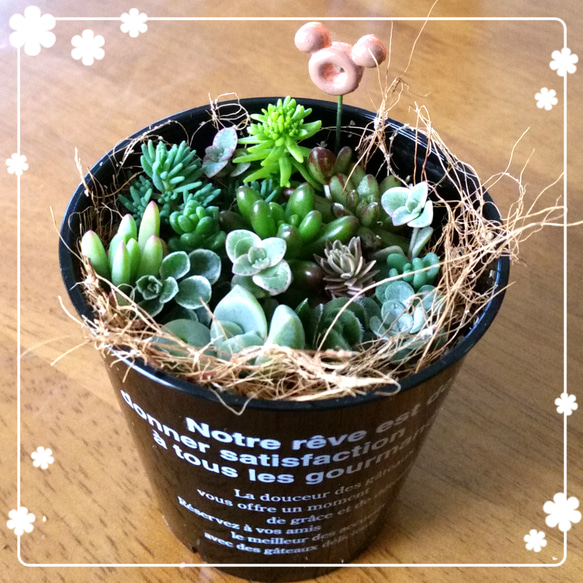 多肉植物➕セダムの寄せ植えです(*^^*) 3枚目の画像