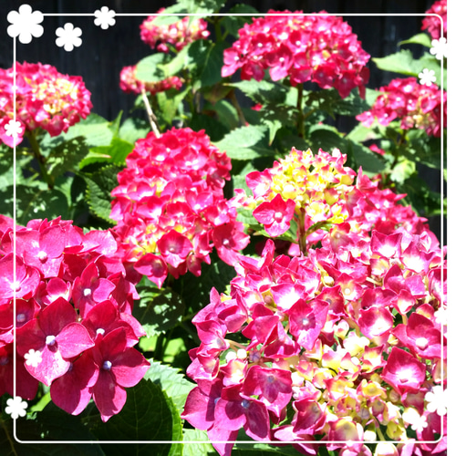 眼が覚めるようなショッキングピンクの紫陽花の挿し木3本です 