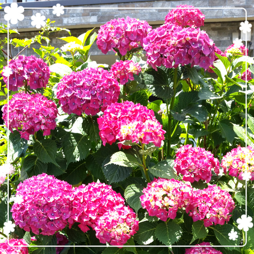 眼が覚めるようなショッキングピンクの紫陽花の挿し木3本です 