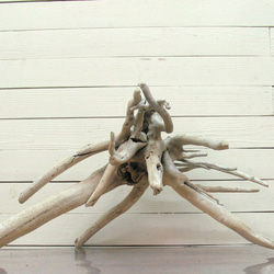 「送料無料」流木根 h324 インテリア店舗ディスプレイ用ガーデニング園芸華材撮影用爬虫類用流木素材 3枚目の画像