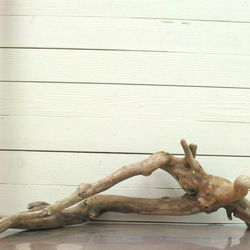 「送料無料」流木根 h325 インテリア店舗ディスプレイ用ガーデニング園芸華材撮影用爬虫類用流木素材 2枚目の画像