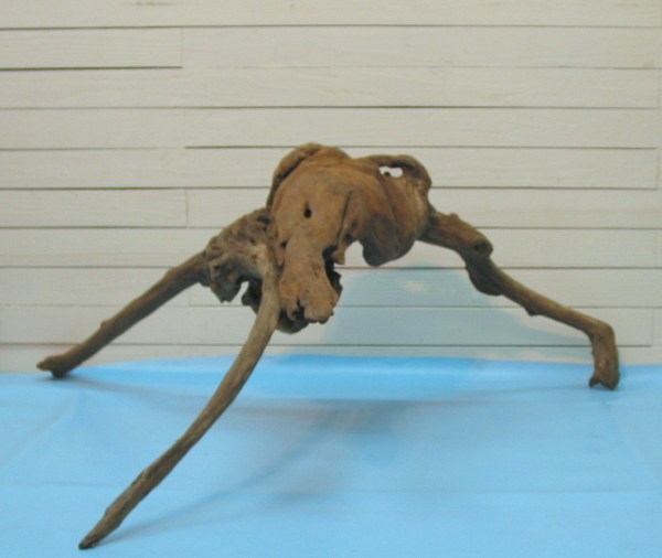 「送料無料」大型変形流木根 h193 インテリア店舗ディスプレイ用ガーデニング園芸華材撮影用爬虫類用流木素材