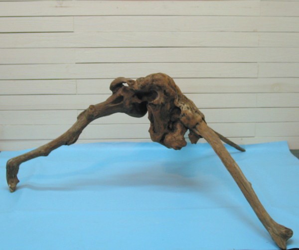 「送料無料」大型変形流木根 h193 インテリア店舗ディスプレイ用ガーデニング園芸華材撮影用爬虫類用流木素材