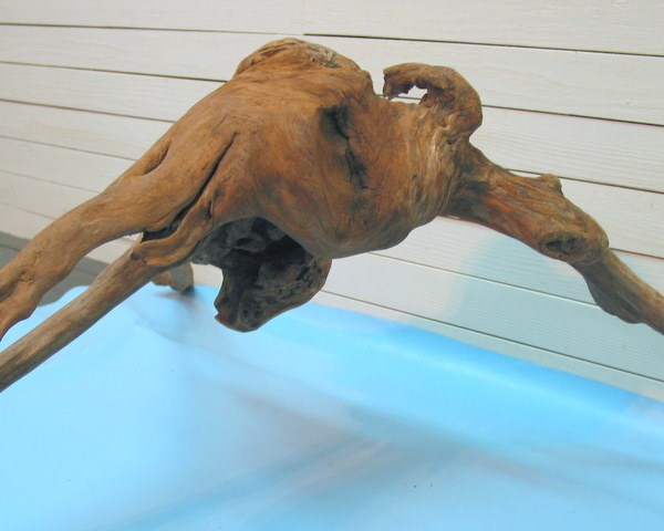 「送料無料」大型変形流木根 h193 インテリア店舗ディスプレイ用ガーデニング園芸華材撮影用爬虫類用流木素材