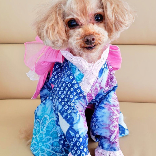 ペットウェア有松絞り浴衣ー天藤あまふじ 犬服猫服 - オーダー