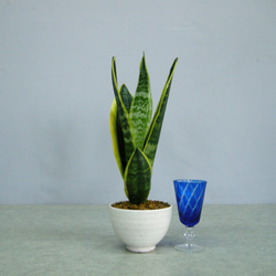★ENGEI ichioki★サンスベリア・陶器鉢・09★人気の観葉植物です★ 5枚目の画像