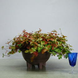 ★ENGEI ichioki★ハツユキカズラ・丸鉢★人気の斑入葉植物です★ 4枚目の画像
