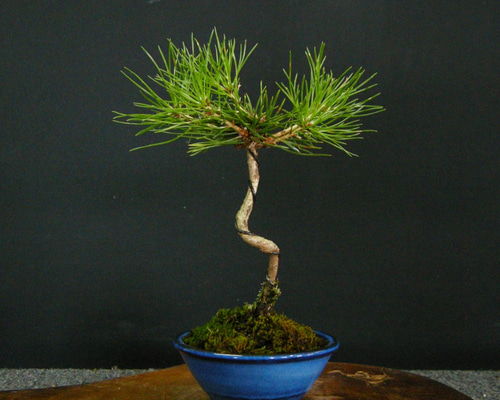 ☆ENGEI ichioki☆黒松・小品盆栽02☆成長が楽しみな人気の黒松盆栽