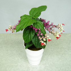 ☆ENGEI ichioki☆源平葛・ゲンペイカズラ・紅花☆人気の鉢花