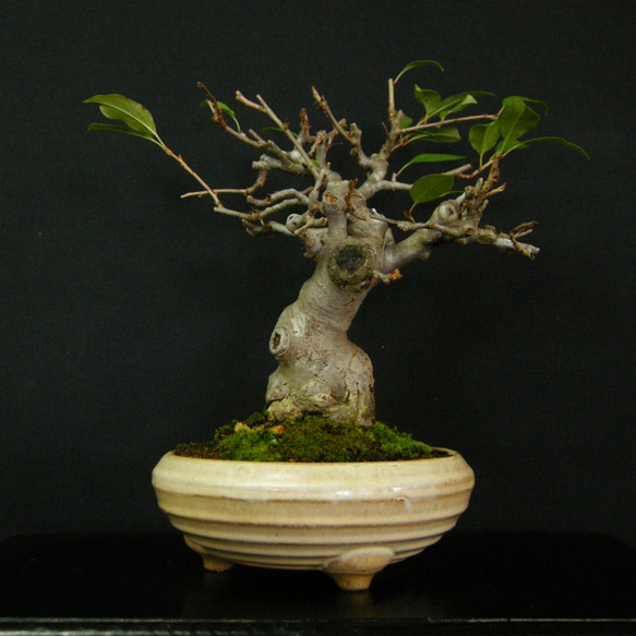 盆栽 M】糸魚川真柏 盆栽/Juniper Shimpaku ※樹齢25年 | 【観葉植物