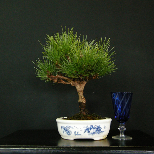 黒松　盆栽 _ Japanese Black Pine 黒松 #盆栽 #大品盆栽 #松柏盆栽 #黒松