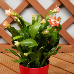 0_86c74b51987584f69b454993dbdf