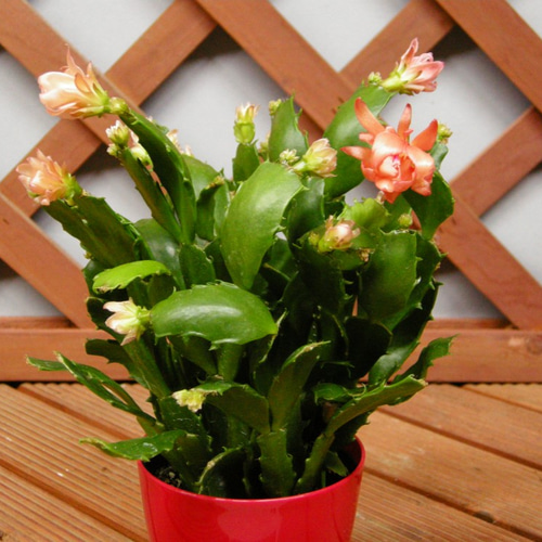 ☆ENGEI ichioki☆シャコバサボテン・金平糖・赤鉢☆「オレンジ花