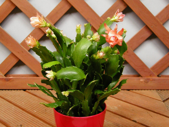 ☆ENGEI ichioki☆シャコバサボテン・金平糖・赤鉢☆「オレンジ花