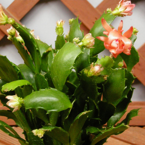 ☆ENGEI ichioki☆シャコバサボテン・金平糖・赤鉢☆「オレンジ花