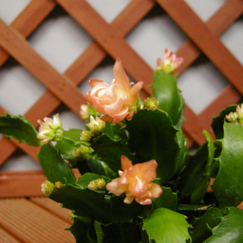 ☆ENGEI ichioki☆シャコバサボテン・金平糖・赤鉢☆「オレンジ花