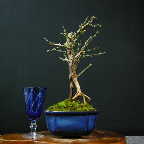 黄梅　小品盆栽　盆栽 黄梅。小品盆栽。