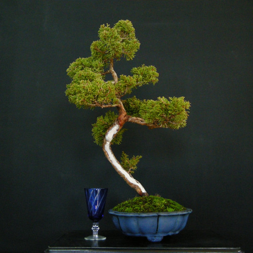 中品盆栽　真柏盆栽 糸魚川　超極太　改作優良素材　★早いもの勝ち wabi-sabi_100311ag