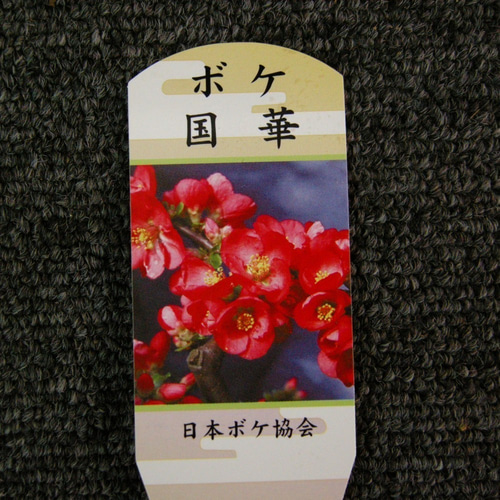 ☆ENGEI ichioki☆木瓜・ボケ「国華」小品盆栽04☆しっかりと ☆ENGEI ichioki☆木瓜・ボケ「国華」小品盆栽04☆しっかりと