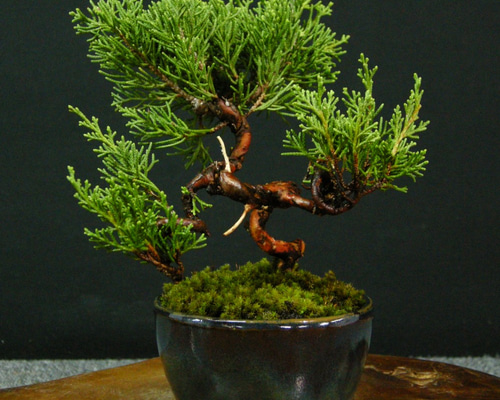 ☆ENGEI ichioki☆糸魚川真柏・小品盆栽☆形良好・美品の一品です