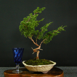 ☆ENGEI ichioki☆真柏・小品盆栽・02☆人気盆栽樹・形良好です