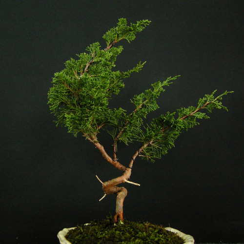 ☆ENGEI ichioki☆真柏・小品盆栽・02☆人気盆栽樹・形良好です