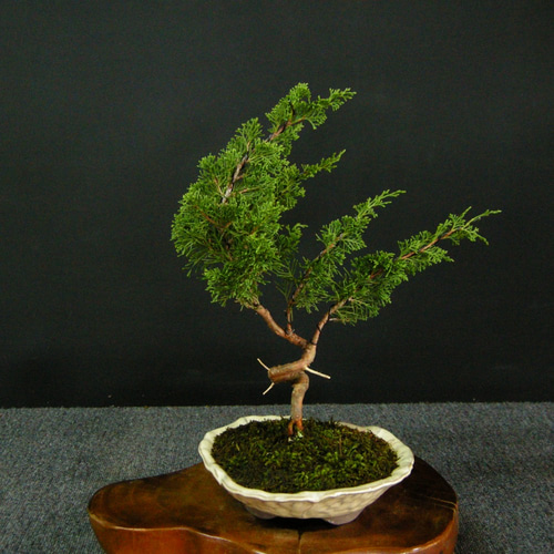 ☆ENGEI ichioki☆真柏・小品盆栽・02☆人気盆栽樹・形良好です