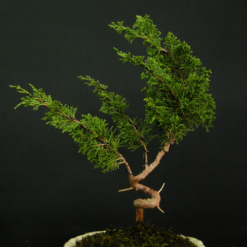 ☆ENGEI ichioki☆真柏・小品盆栽・02☆人気盆栽樹・形良好です