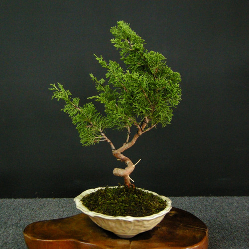 ☆ENGEI ichioki☆真柏・小品盆栽・02☆人気盆栽樹・形良好です