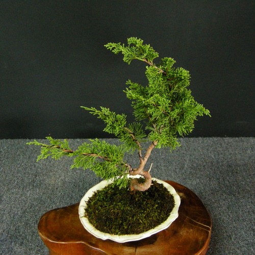 ☆ENGEI ichioki☆真柏・小品盆栽・02☆人気盆栽樹・形良好です