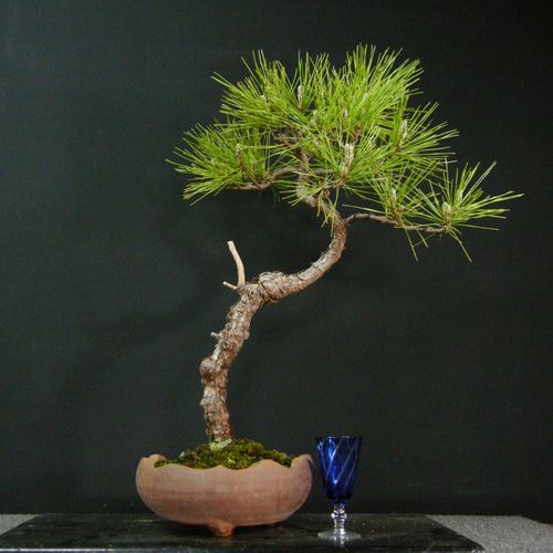 ☆ENGEI ichioki☆黒松・文人木・中品盆栽☆形良好・見応え充分な一品