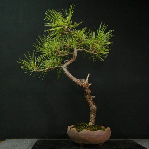 ☆ENGEI ichioki☆黒松・文人木・中品盆栽☆形良好・見応え充分な一品