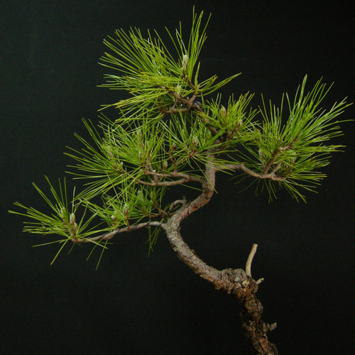 黒松　[文人風変わり木]　大品盆栽 黒松 [文人風変わり木] 大品盆栽