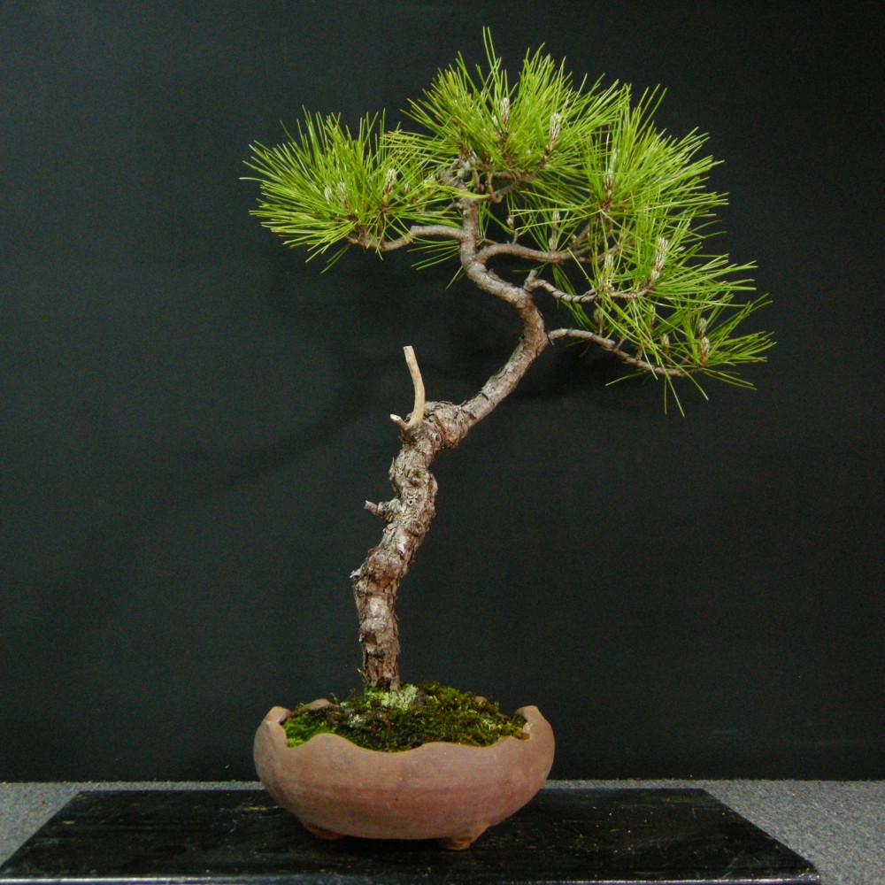 盆栽 黒松 文人 ☆ENGEI ichioki☆黒松・文人木・中品盆栽☆形良好・見応え充分な一品
