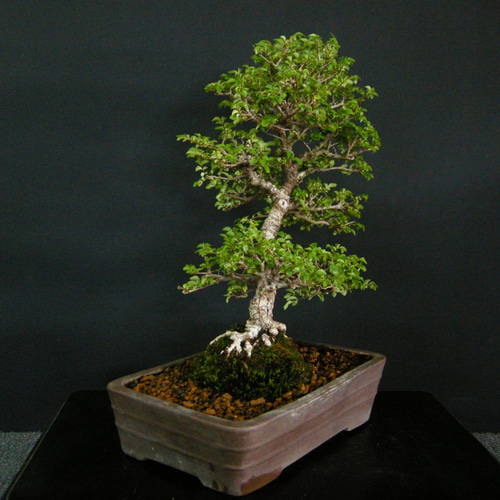 ニレケヤキ　[模様木]　中品盆栽素材 楡欅（ニレケヤキ）盆栽 SS013 | 盆栽創【Bonsaisou】