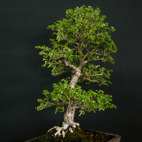 ☆ENGEI ichioki☆楡欅・ニレケヤキ・中品盆栽☆人気の盆栽樹種