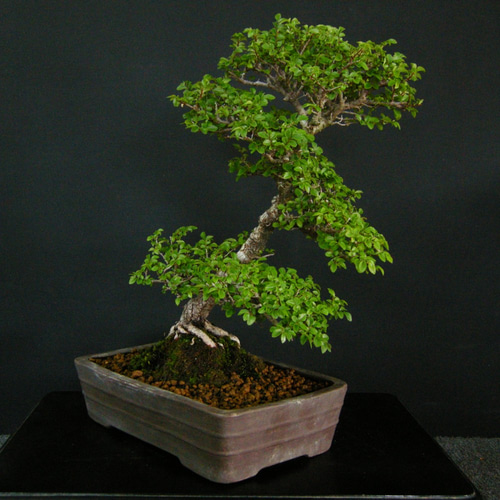 大品楡欅盆栽 盆栽創 / 楡欅（ニレケヤキ）盆栽 SS016