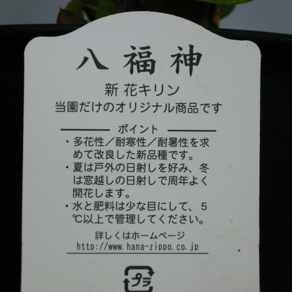 ★ENGEI ichioki★ハナキリン・八福神・鉢物02★花が良く咲きます★ 5枚目の画像