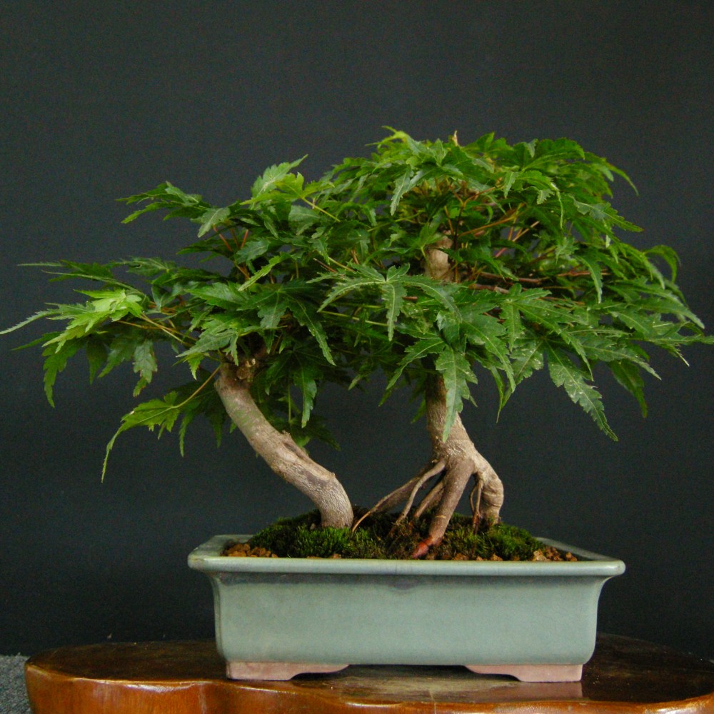 【一起園芸】紅葉・もみじ・寄せ樹盆栽◆葉は落票しています・形良好な一品です◆