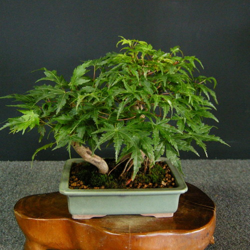 ☆ENGEI ichioki☆紅葉・もみじ2本寄せ植え・小品盆栽・22☆人気の小品