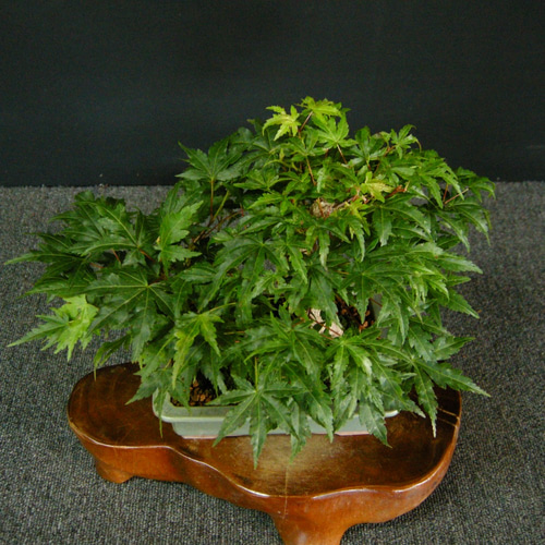 ☆ENGEI ichioki☆紅葉・もみじ2本寄せ植え・小品盆栽・22☆人気の小品