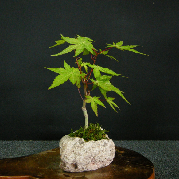 エゴの木(桃花)大幹小品盆栽 エゴの木(桃花)大幹小品盆栽 Callicarpa japonica] Potted