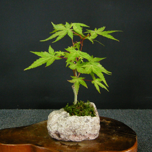 石獣耳高脚鉢 盆栽鉢 植木鉢 小品盆栽鉢 大品盆栽鉢 石獣耳高脚鉢 盆栽鉢 植木鉢 小品盆栽鉢 大品盆栽鉢 石獣耳高脚