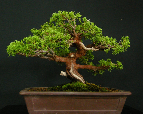 ☆ENGEI ichioki☆糸魚川真柏・小品盆栽☆美品の一品・形良好です