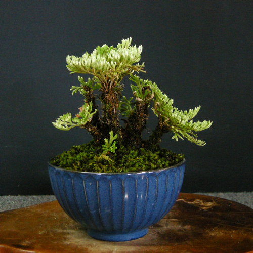 ☆ENGEI ichioki☆岩檜葉・イワヒバ「雲井鶴」小品盆栽☆丈夫な盆栽