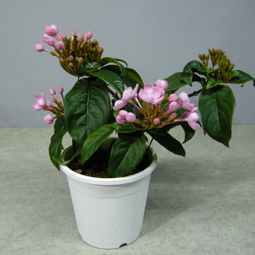 ☆ENGEI ichioki☆匂い桜・ニオイザクラ「べにふじ」03☆甘い