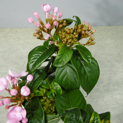 強い香りニオイザクラ リッチRich 匂い桜べにふじ 1鉢土減らし花段々終わった 強い香りニオイザクラ リッチRich 匂い桜べにふじ 1鉢土減らし花段々