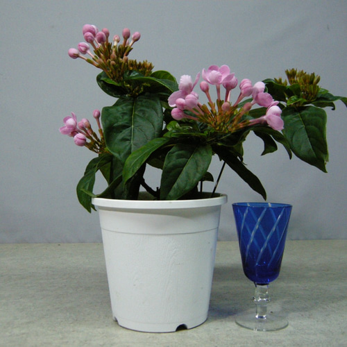 ☆ENGEI ichioki☆匂い桜・ニオイザクラ「べにふじ」03☆甘い香りがし